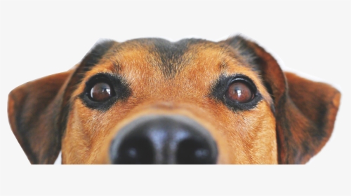 Cachorro Png Page - Dog Face Near Camera, Transparent Png, Free Download