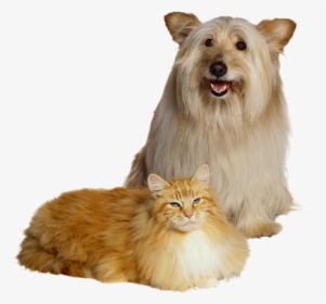 Cachorro Amigo Do Gato Png - Dog And Cat White Background, Transparent Png, Free Download
