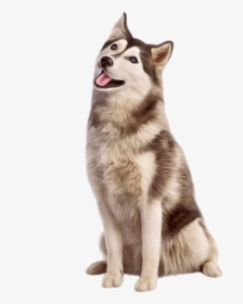 #husky #cachorro #sentado - Husky Sitting, HD Png Download, Free Download