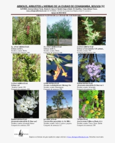 Arbusto Png , Png Download - Común Nombres De Arbustos, Transparent Png, Free Download
