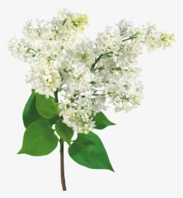 Común Lila Rama De La Luz Arbusto - White Lilac Transparent, HD Png Download, Free Download