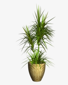 Exotic Plant Png, Transparent Png, Free Download