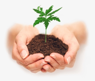 Soil In Hands Png - Growing Plant In Hand, Transparent Png, Free Download