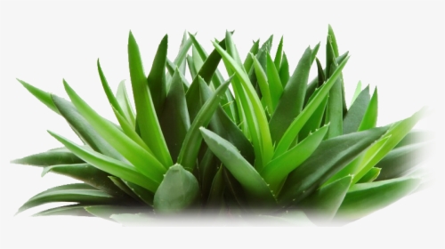 Aloe Vera Plant And Snake Plant, HD Png Download, Free Download
