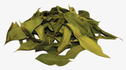 "  Class="lazyload Lazyload Mirage Cloudzoom Featured - Dried Lemon Myrtle Leaves, HD Png Download, Free Download