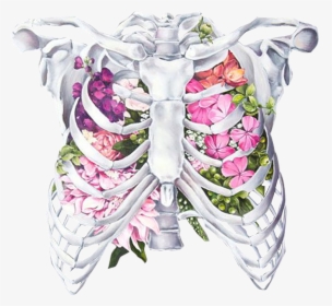 Transparent Human Body Png - Drawing Of A Rib Cage, Png Download, Free Download