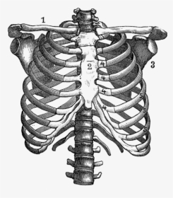 Anatomical Drawing Rib Cage, HD Png Download, Free Download