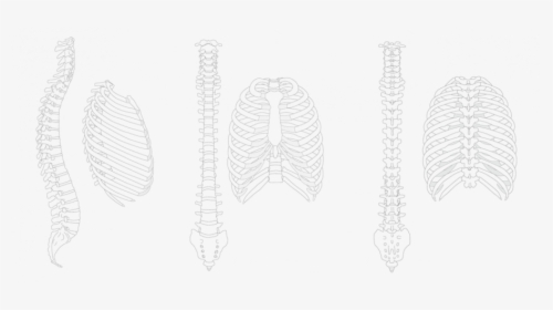 Draw A Spine And Rib, HD Png Download, Free Download
