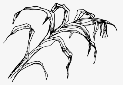 Cornfield Drawing Corn Field Transparent Png Clipart - Leaves Of Corn Drawing, Png Download, Free Download