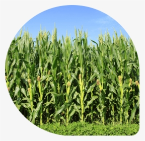 Result - Corn In The Field, HD Png Download, Free Download