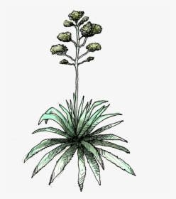 Agave Americana - Agave, HD Png Download, Free Download