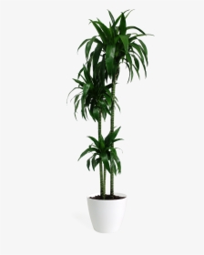 Lisa Cane Plant, HD Png Download, Free Download