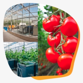 Tomato Garden, HD Png Download, Free Download