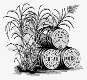 Sugarcane Stalks - Sugar Cane Illustrations Free, HD Png Download, Free Download