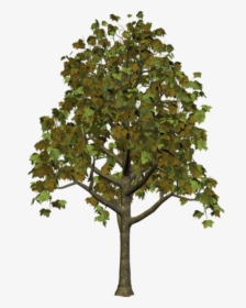 Transparent Small Tree Png, Png Download, Free Download
