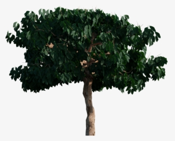 Oak, HD Png Download, Free Download