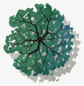 Tree Png Top View - Tree In Plan Png, Transparent Png, Free Download