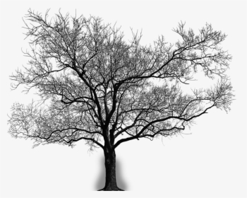 Arvore - Gnarled Trees Against White Background, HD Png Download, Free Download