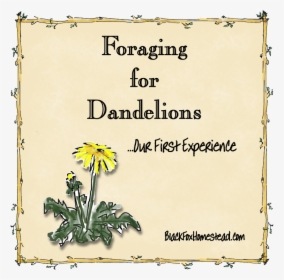 Foraging For Dandelions - Daisy, HD Png Download, Free Download