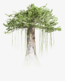 Tree Milica Zec, HD Png Download, Free Download