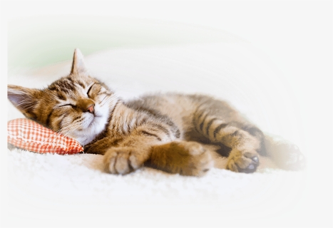 Hif Pet Insurance Benefits Cat World Sleep Day - Cat Taking A Nap, HD Png Download, Free Download
