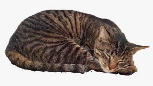 Tabby Cat, HD Png Download, Free Download