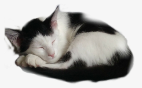 #cat #sleeping - Domestic Short-haired Cat, HD Png Download, Free Download