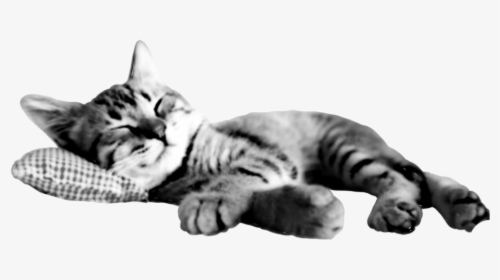 #kitty #cat #sleeping #blackandwhite #b&w #cutout Of - Katzenbilder Lustig Als Hintergrund, HD Png Download, Free Download