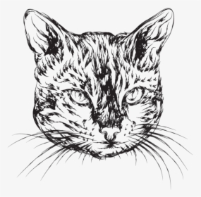 Vector Cats Hand Drawn - Illustration Cat Hand Drawn, HD Png Download, Free Download
