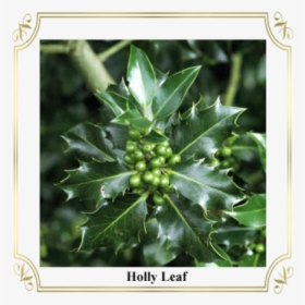 Holly Leaf - Picture Frame, HD Png Download, Free Download