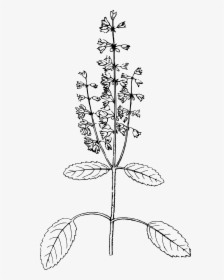 Holy Basil Clip Arts - Black And White Basil Png, Transparent Png, Free Download
