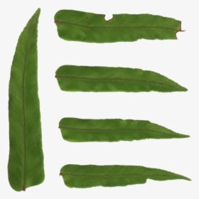 Fern Leaves - Erythroxylaceae - Hawkweed, HD Png Download, Free Download