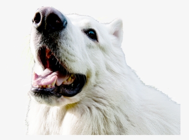 Transparent Dog Teeth Png - Cuales Son Los Derechos De Los Animales, Png Download, Free Download