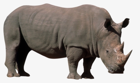 Black Rhinoceros, HD Png Download, Free Download