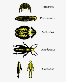 Sistema Nervioso - Cuales Son Los Animales Platelmintos, HD Png Download, Free Download