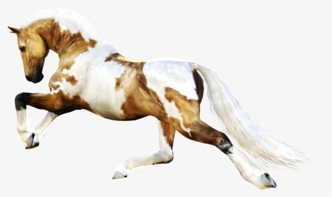 Horse Png For Photoshop, Transparent Png, Free Download