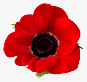 Poppy Real Remembrance Day, HD Png Download, Free Download