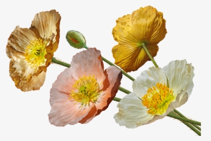 Poppies, Iceland, Flowers, Spring, Garden, Nature - Flor Amapola De Islandia, HD Png Download, Free Download