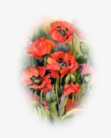 Oriental Poppies Watercolor Painting Common Poppy - Акварель Цветы Маки, HD Png Download, Free Download