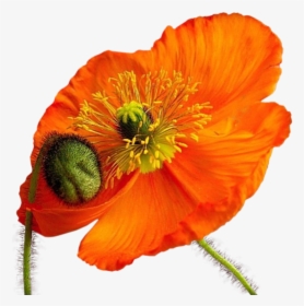 Clipart Transparent Coquelicot, HD Png Download, Free Download