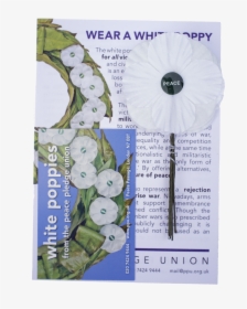 White Poppies 5 Pack - Delphinium, HD Png Download, Free Download
