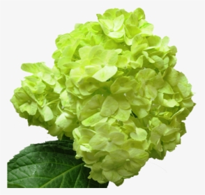 Transparent Lime Green Flower, HD Png Download, Free Download