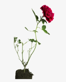 Rose, Flower, Green - Floribunda, HD Png Download, Free Download
