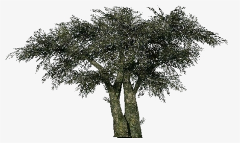 Tree Olive Computer Software Project Three-dimensional - Mexican Pinyon, HD Png Download, Free Download