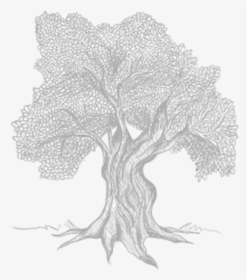 Olive Tree Sketch Transparent, HD Png Download, Free Download