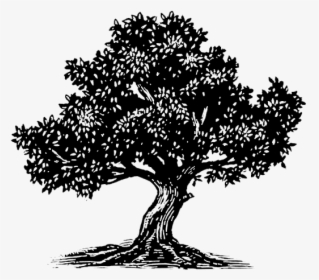 California Live Oak - Olive Tree Icon Png, Transparent Png, Free Download