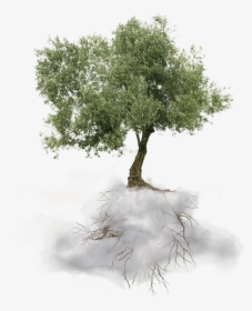 Greek Olive Tree Png , Png Download - Olive Oil Tree Png, Transparent Png, Free Download