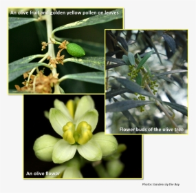 Flowers And Fruits Of Olive Tree - Olive Tree Flower Buds, HD Png Download, Free Download