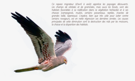 Northern Harrier, HD Png Download, Free Download