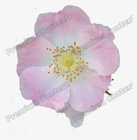 Plants Decals - Rosa Canina, HD Png Download, Free Download